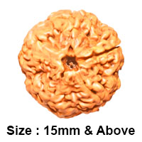 1 Mukhi Rudraksha (Nepali)